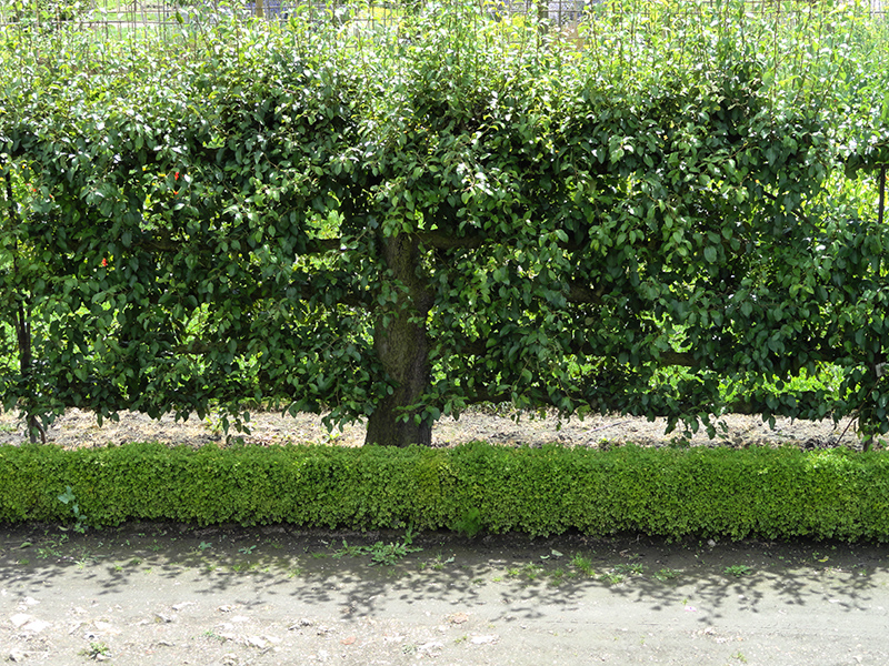 Obstspalier