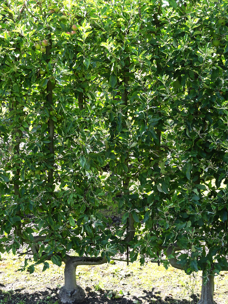 Obstspalier