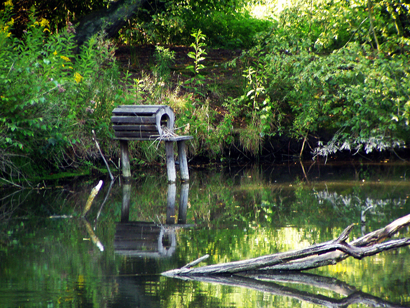 Bruthöhle für Wildenten in einem Gartenteich