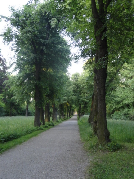 Barocke Lindenallee im Belvedere, Weimar