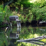 Bruthöhle für Wildenten in einem Gartenteich