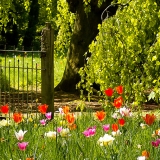 Gartenidylle im Frühjahr