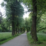 Barocke Lindenallee im Belvedere, Weimar